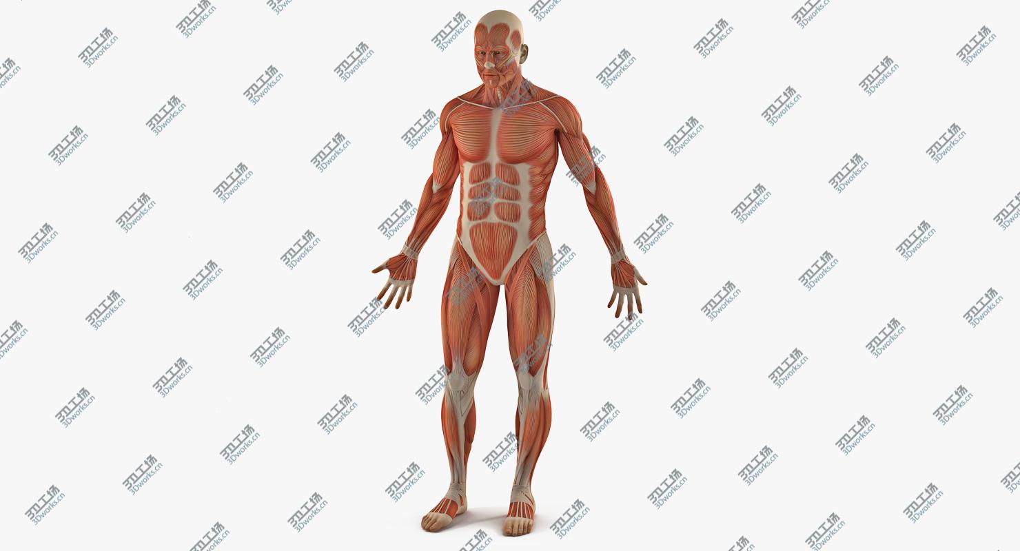 images/goods_img/2021040232/Male Anatomy Muscular System 3D model/2.jpg